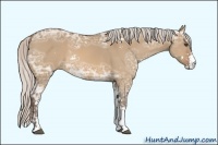 Horse Color:Silver Bay Ice Dun Sabino 
