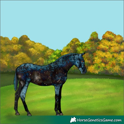 Horse Color:ERROR: UNKNOWN ANOMALY