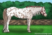 Horse Color:Chestnut Appaloosa