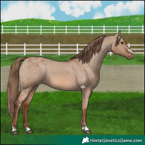 Horse Color:Red Dun Appaloosa 