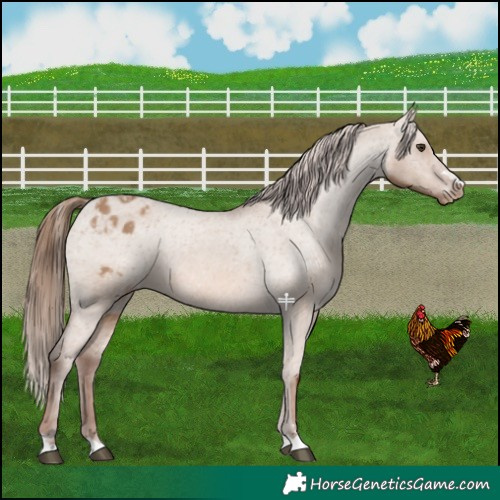 Horse Color:Red Dun Varnish 
