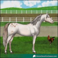 Horse Color:Red Dun Appaloosa 