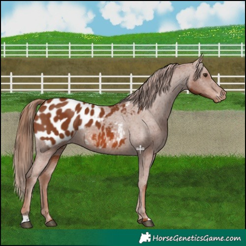 Horse Color:Chestnut Appaloosa 