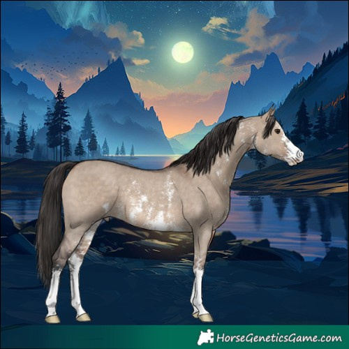 Horse Color:Brown Dun Sabino 
