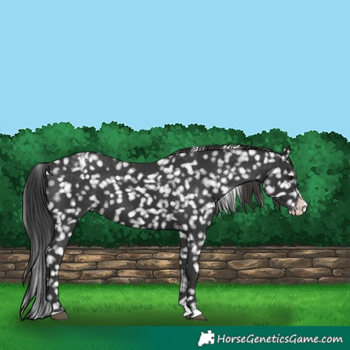 Horse Color:Black Splash Appaloosa 