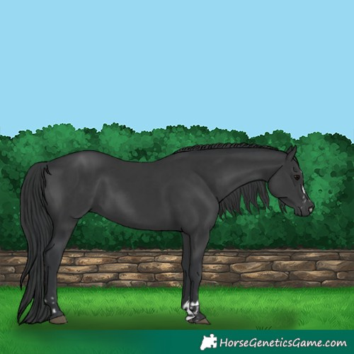 Horse Color:Black  and Black 