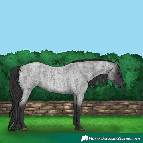 Horse Color:Blue Roan  and Smoky Blue Roan 