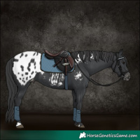 Horse Color:Black Appaloosa 