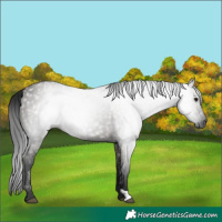Horse Color:Gray Grullo 