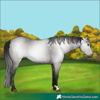Horse Color:Gray Grullo 