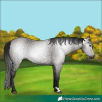 Horse Color:Gray Grullo 