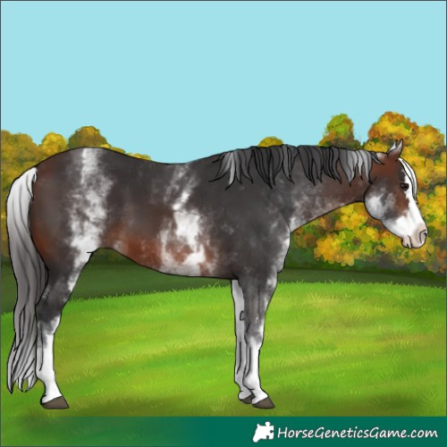 Horse Color:White Spotted Brown Splash 