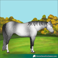 Horse Color:Gray Black Tobiano