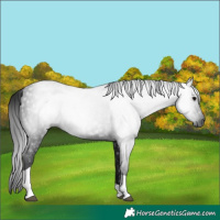 Horse Color:Gray Black Tobiano 