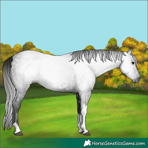 Horse Color:Gray Black Tobiano 
