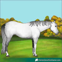 Horse Color:Gray Black Tobiano 
