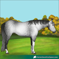 Horse Color:Gray Black Tobiano 