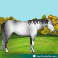 Horse Color:Gray Black Tobiano 
