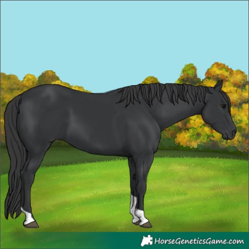 Horse Color:Black Tobiano 