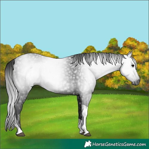 Horse Color:Gray Black Tobiano 