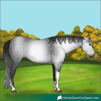 Horse Color:Gray Black Tobiano 
