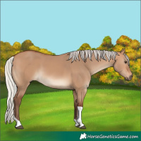 Horse Color:Silver Bay Dun Tobiano