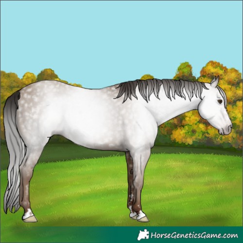 Horse Color:Gray Classic Champagne 