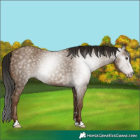 Horse Color:Gray Classic Champagne 