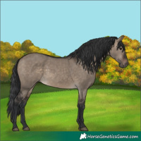 Horse Color:Brown Dun