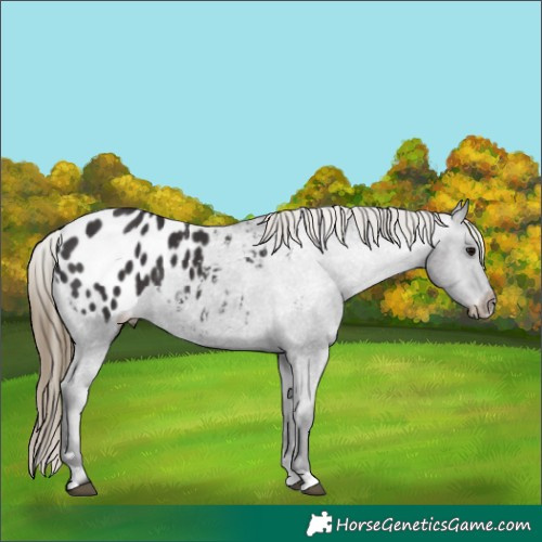 Horse Color:Smoky Black Appaloosa Rabicano 