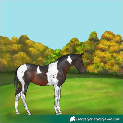 Horse Color:Brown Tobiano 