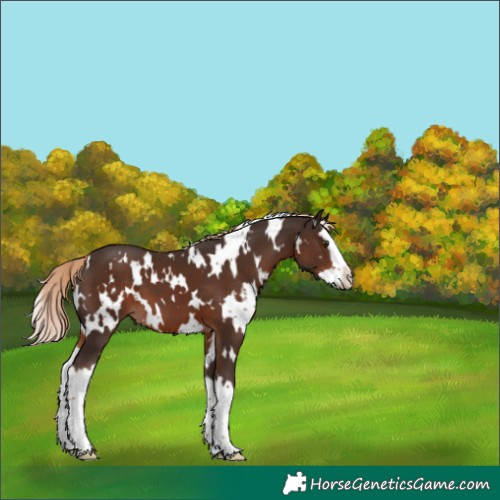 Horse Color:White Spotted Liver Chestnut Splash 