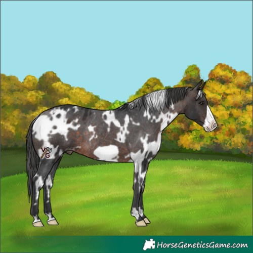 Horse Color:White Spotted Brown Frame Appaloosa Rabicano 