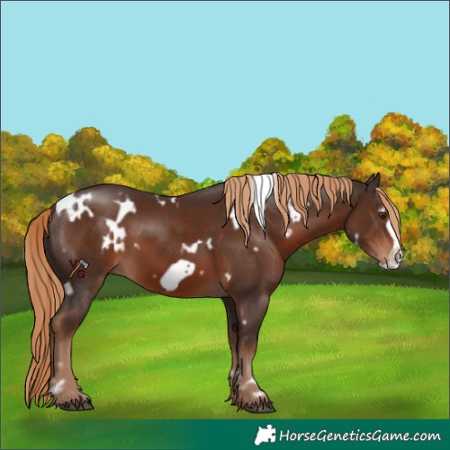 Horse Color:White Spotted Liver Chestnut Frame 