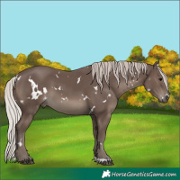 Horse Color:White Spotted Silver Black
