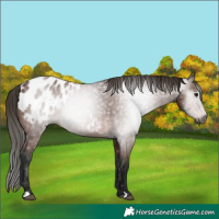 Horse Color:Gray Bay Appaloosa Rabicano 