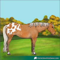 Horse Color:Silver Buckskin Appaloosa 