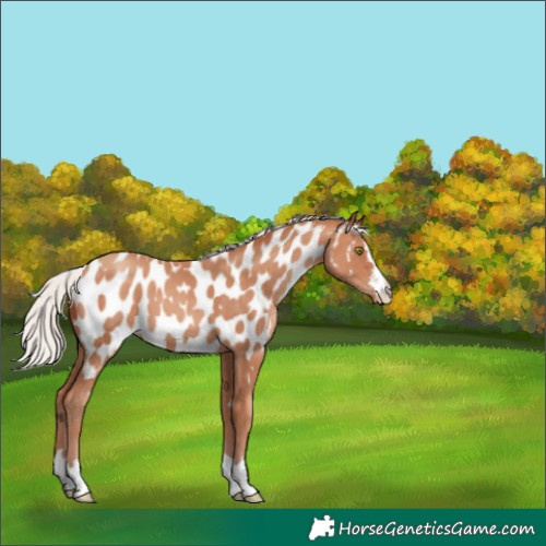 Horse Color:Silver Sable Champagne Near Leopard 