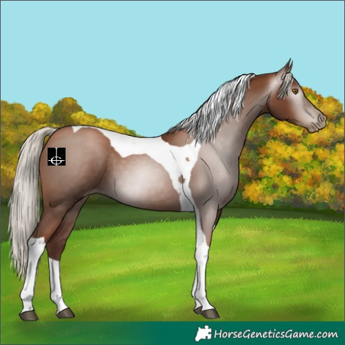 Horse Color:Gray Silver Black Pearl Tobiano