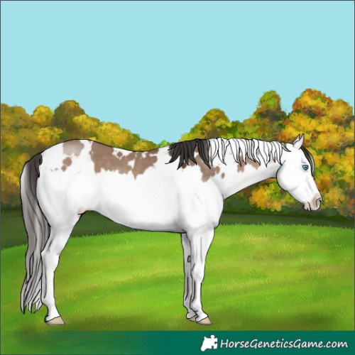 Horse Color:White Spotted Bay Dun Splash 