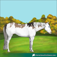 Horse Color:White Spotted Bay Dun Splash 