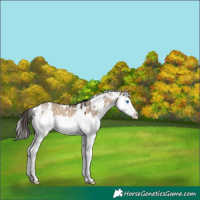 Horse Color:White Spotted Bay Dun Splash