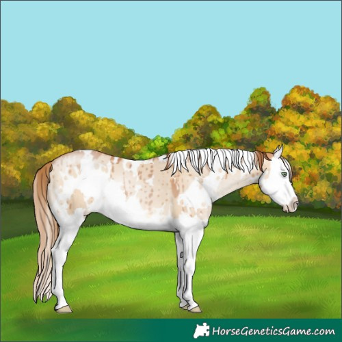 Horse Color:White Spotted Bay Pearl Dun Splash Brindle 