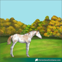 Horse Color:White Spotted Bay Pearl Dun Splash Brindle