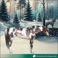Horse Color:White Spotted Brown Rabicano 