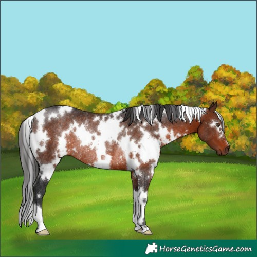 Horse Color:White Spotted Brown Rabicano
