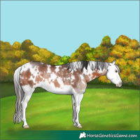 Horse Color:White Spotted Bay Splash Rabicano 