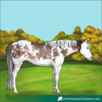 Horse Color:White Spotted Brown Splash Appaloosa Rabicano