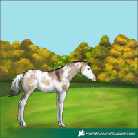 Horse Color:White Spotted Bay Dun Splash