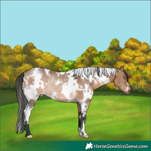 Horse Color:White Spotted Brown Dun Rabicano 
